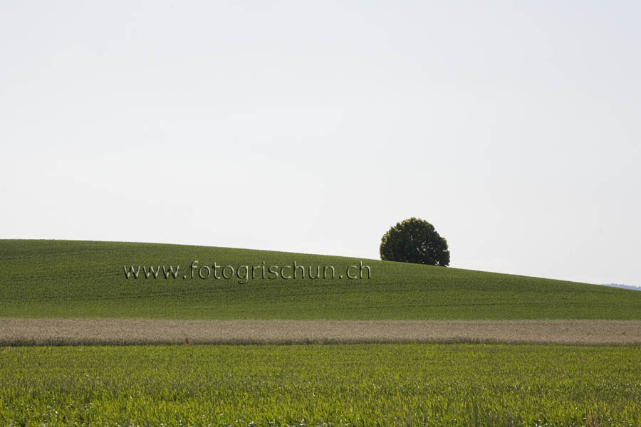 Schliessen von Eins_Baum.jpg