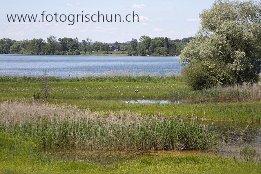 Schliessen von Greifensee_3.jpg