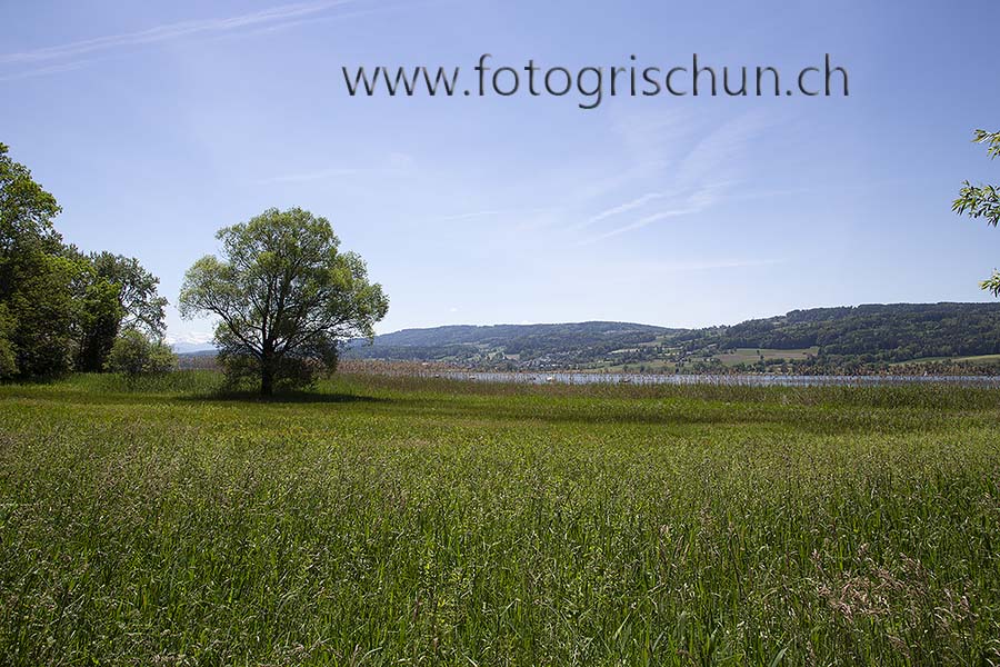 Schliessen von Greifensee_Baum.jpg