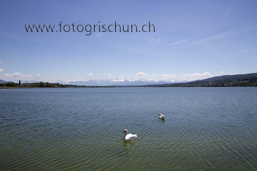 Schliessen von Greifensee_Schwaene.jpg