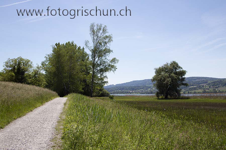 Schliessen von Greifensee_Wiese.jpg