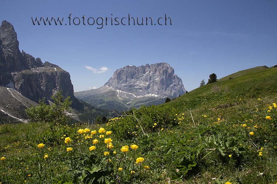 Schliessen von Langkofel_Blumen.jpg