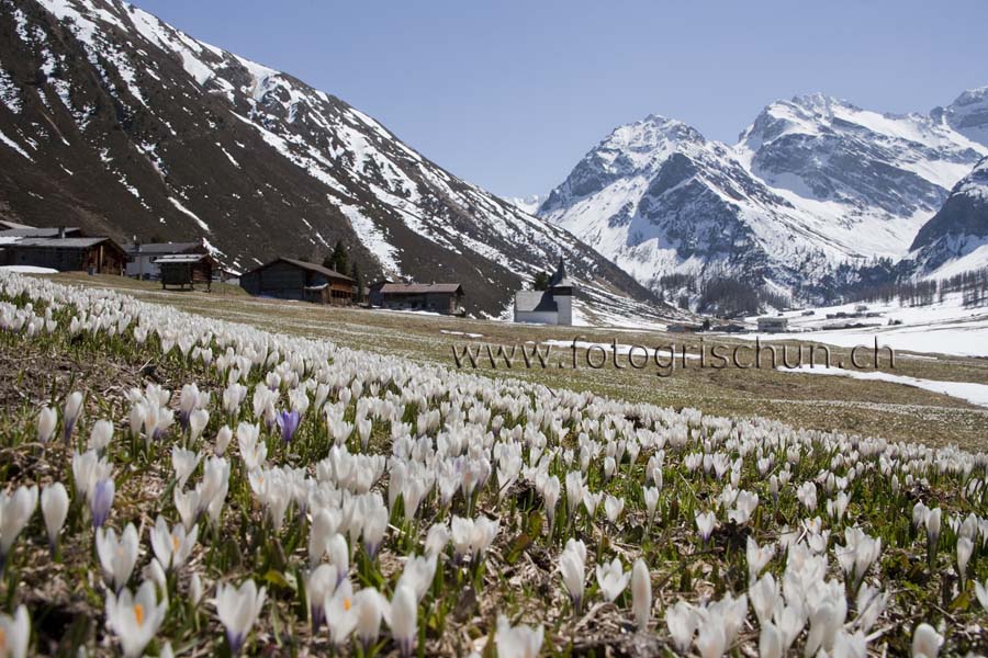 Schliessen von Sertig_Krokusse2.jpg