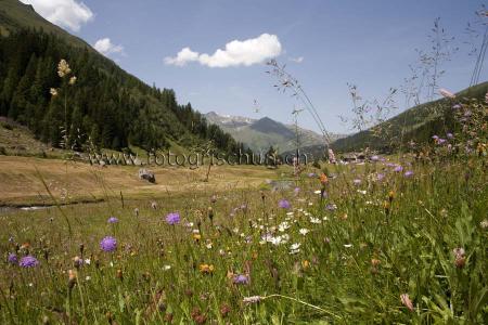 Klick für Originalgröße :Blumenwiese.jpg