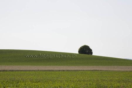 Klick für Originalgröße :Eins_Baum.jpg