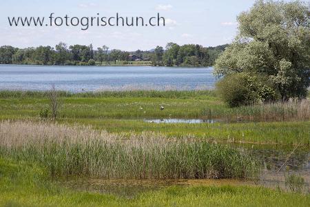 Klick für Originalgröße :Greifensee_3.jpg