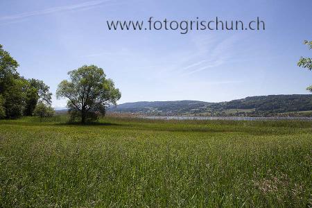 Klick für Originalgröße :Greifensee_Baum.jpg