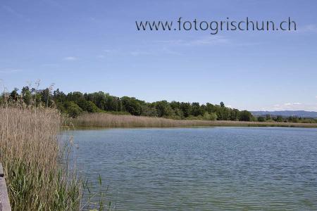 Klick für Originalgröße :Greifensee_Schilf.jpg