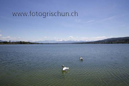 Klick für Originalgröße :Greifensee_Schwaene.jpg