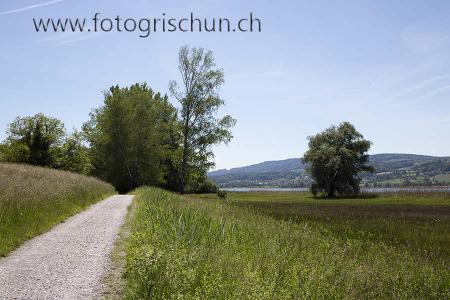 Klick für Originalgröße :Greifensee_Wiese.jpg