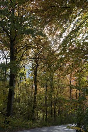 Klick für Originalgröße :Herbstlaub.jpg