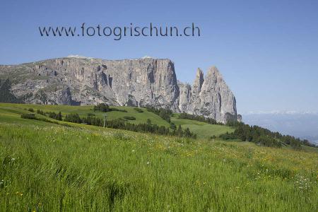 Klick für Originalgröße :Schlern_Wiese_2.jpg