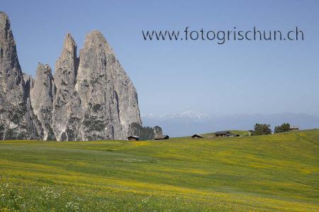 Klick für Originalgröße :Schlern_Wiese_3.jpg