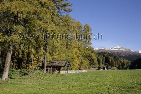 Klick für Originalgröße :Wildboden.jpg