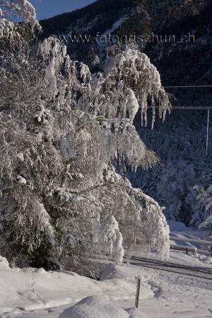 Klick für Originalgröße :Winterbaum.jpg